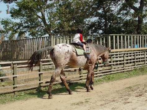 �Ѥä��Ѥä�