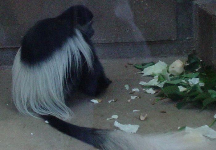 ���ӥ��˥������֥�