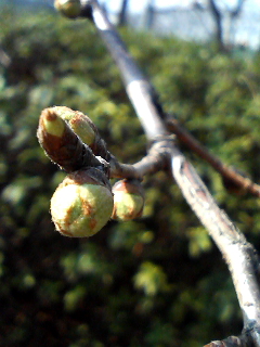 ������饱