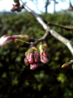 ����äȥԥ�ܥ�