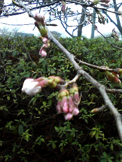 �ԥ�Ȥ��ޤ�