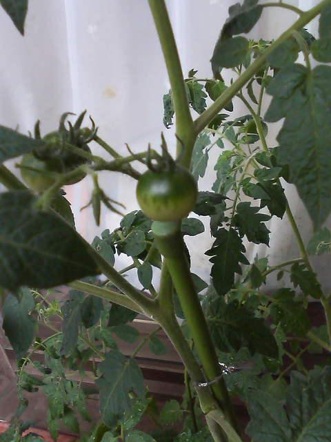 �ȥޥȤ��Σ�