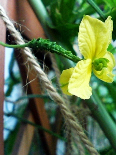 �ߥ˥�����