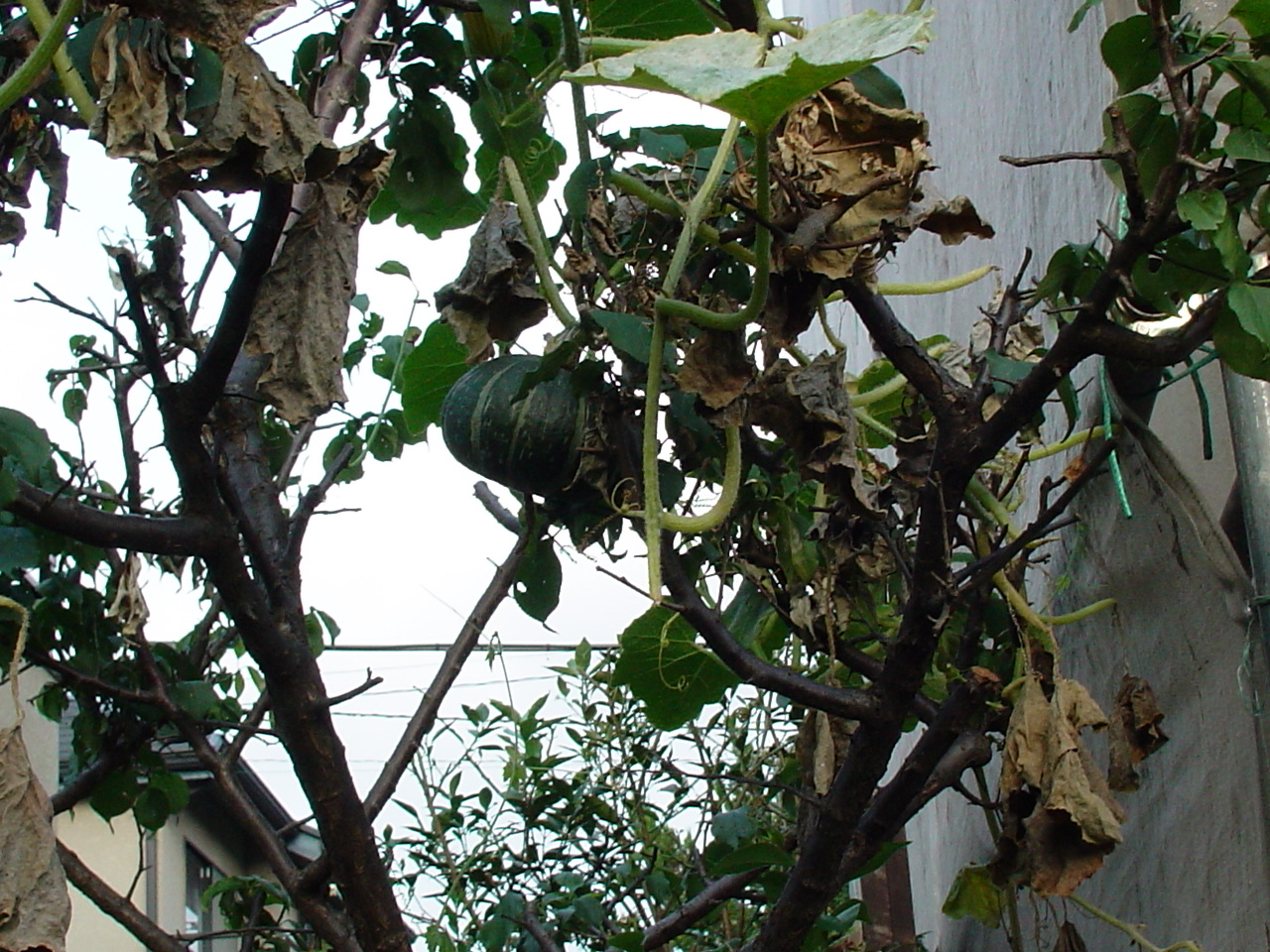 ���ܤ���