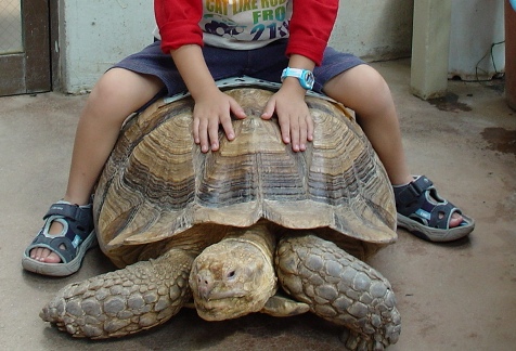 ���饷�޵�ʬ