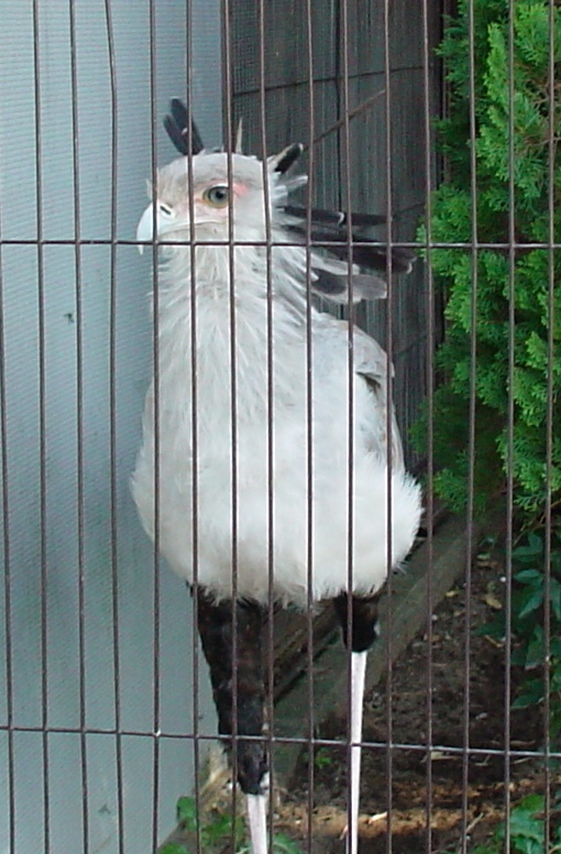 �إӥ����亮