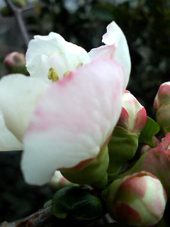 �ڱ��Ȥ����ƥܥ�