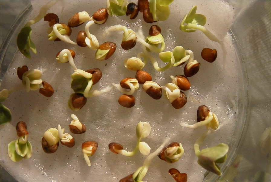 かいわれ かいわれ